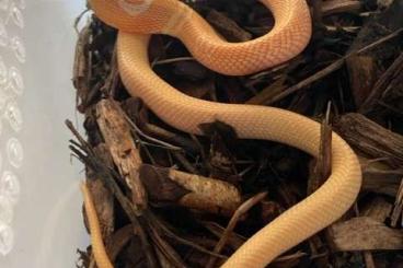 Venomous snakes kaufen und verkaufen Photo: For sale multiple Naja kaouthia