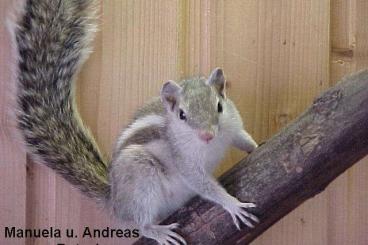 Exotic mammals kaufen und verkaufen Photo:  junge Palmenhörnchen Weibchen 