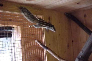Exotische Säuger kaufen und verkaufen Foto: 1 Palmenhörnchen Paar abzugeben Exotische Säuger kaufen und verkaufen Foto: 1 Palmenhörnchen Paar abzugeben