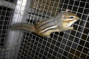 Exotic mammals kaufen und verkaufen Photo: Junge amerikanisches Backenhörnchen ( Tamias striatus)