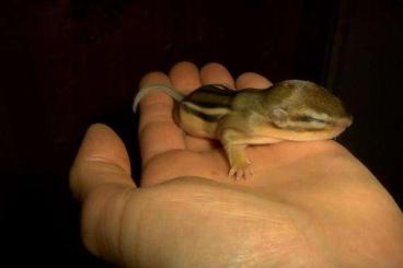 Exotische Säuger kaufen und verkaufen Foto: Junge amerikanisches Backenhörnchen ( Tamias striatus) Exotische Säuger kaufen und verkaufen Foto: Junge amerikanisches Backenhörnchen ( Tamias striatus)