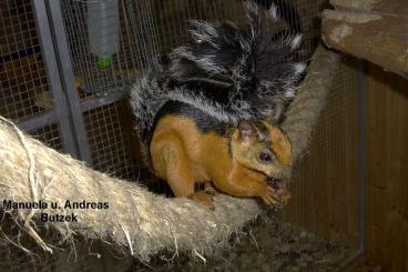Exotische Säuger kaufen und verkaufen Photo: Junge Atrirufus Costa Rica Eichhörnchen Exotische Säuger kaufen und verkaufen Photo: Junge Atrirufus Costa Rica Eichhörnchen