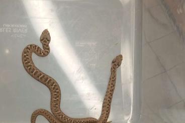 Schlangen kaufen und verkaufen Foto: Montivipera bulghardagica, Elaphe quatuourlineata