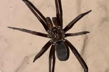 echte Webspinnen kaufen und verkaufen Foto: Kukulcania hibernalis, ca 2cm