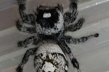 other spiders kaufen und verkaufen Photo: Phidippus regius ""Bahamas""