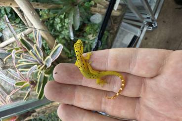 Geckos kaufen und verkaufen Foto: My available gecko list in Houten Geckos kaufen und verkaufen Foto: My available gecko list in Houten