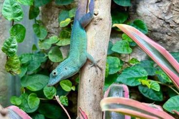 other lizards kaufen und verkaufen Photo: Available Anolis for Houten! other lizards kaufen und verkaufen Photo: Available Anolis for Houten!