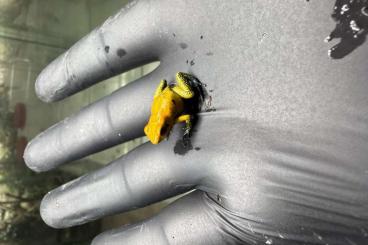 Frösche kaufen und verkaufen Foto: Available 0.0.100 Phyllobates terribilis in Houten! Frösche kaufen und verkaufen Foto: Available 0.0.100 Phyllobates terribilis in Houten!