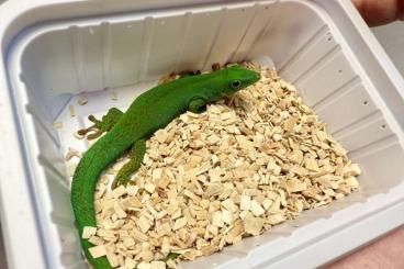 Geckos kaufen und verkaufen Foto: Fauna Thry 05.25 phelsuma and anolis! Geckos kaufen und verkaufen Foto: Fauna Thry 05.25 phelsuma and anolis!