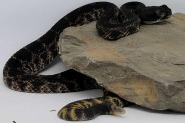 Venomous snakes kaufen und verkaufen Photo: 0.1 Crotalus atrox het melanistic Nz18