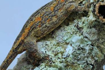 Geckos kaufen und verkaufen Photo: 0.1 Rhacodactylus auriculatus Nz21 Orange Blotched Geckos kaufen und verkaufen Photo: 0.1 Rhacodactylus auriculatus Nz21 Orange Blotched