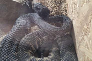 Giftschlangen kaufen und verkaufen Foto: 1.2 Crotalus atrox (Het, Albino, Melanistic) for Sale