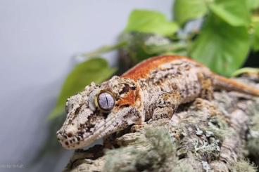 Geckos kaufen und verkaufen Foto: 1.2 Rhacodactylus auriculatus Geckos kaufen und verkaufen Foto: 1.2 Rhacodactylus auriculatus