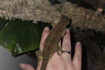 Geckos kaufen und verkaufen Foto: 1.1 Mniarogekko chahoua Pine Island Zuchtpärchen Nz21 Geckos kaufen und verkaufen Foto: 1.1 Mniarogekko chahoua Pine Island Zuchtpärchen Nz21