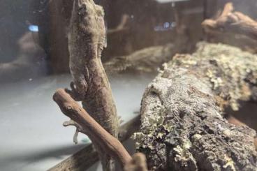 Geckos kaufen und verkaufen Photo: Mniarogekko chahoua Pine Island Juschka line mit Terrarium Geckos kaufen und verkaufen Photo: Mniarogekko chahoua Pine Island Juschka line mit Terrarium