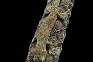 Geckos kaufen und verkaufen Foto: 1.0 Mniarogekko chahoua Pine Island tausch möglich 