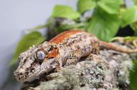 Bild 7/9