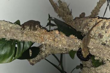 Geckos kaufen und verkaufen Foto: Rhacodactylus auriculatus & Mniarogekko chahoua Geckos kaufen und verkaufen Foto: Rhacodactylus auriculatus & Mniarogekko chahoua