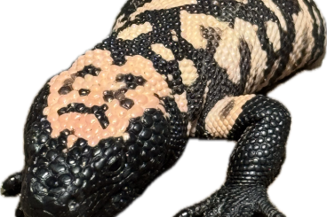 other lizards kaufen und verkaufen Photo: Heloderma supsectum 2024 other lizards kaufen und verkaufen Photo: Heloderma supsectum 2024