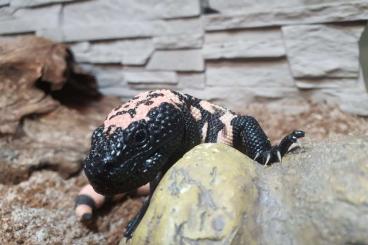 other lizards kaufen und verkaufen Photo: Heloderma suspectum 2024 Gila Monster other lizards kaufen und verkaufen Photo: Heloderma suspectum 2024 Gila Monster