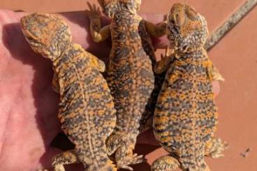 Echsen  kaufen und verkaufen Foto: 13 Uromastyx geyri 2023  