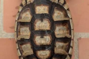 Landschildkröten kaufen und verkaufen Foto: Testudo Marginata male 2020 Landschildkröten kaufen und verkaufen Foto: Testudo Marginata male 2020