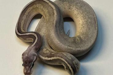 Schlangen kaufen und verkaufen Foto: pantherophis bairdi/pantherophis guttatus/python regius