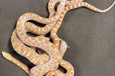Snakes kaufen und verkaufen Photo: Pituophis catenifer affinis albino 2024 Snakes kaufen und verkaufen Photo: Pituophis catenifer affinis albino 2024
