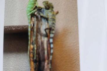 Agamen kaufen und verkaufen Foto: Ich biete ein paar gonocephalus chamaeleontinus Agamen kaufen und verkaufen Foto: Ich biete ein paar gonocephalus chamaeleontinus