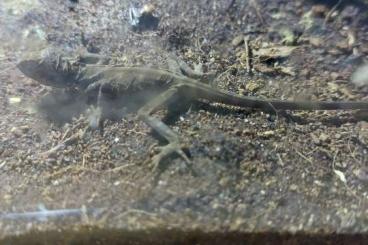 Agama kaufen und verkaufen Photo: Gonocephalus grandis Geschlecht unbekannt Agama kaufen und verkaufen Photo: Gonocephalus grandis Geschlecht unbekannt