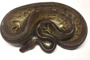 Königspythons kaufen und verkaufen Foto: Königspython Pastel Gargoyle Granziani Königspythons kaufen und verkaufen Foto: Königspython Pastel Gargoyle Granziani
