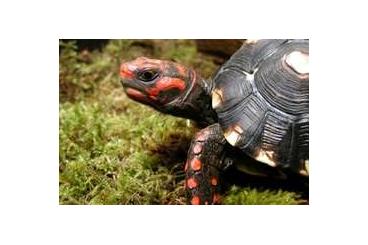 Landschildkröten kaufen und verkaufen Foto: Looking for: Cherryhead female