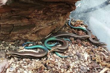 Skinks kaufen und verkaufen Photo: C. sexlineatus and L. smaragdina