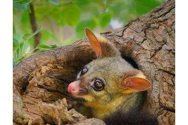 Exotische Säuger kaufen und verkaufen Foto: Looking for buschtail possum