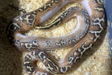 Pythons kaufen und verkaufen Photo: 0.1 Caramel Piebald mit kleinem Knick im Schwanz Pythons kaufen und verkaufen Photo: 0.1 Caramel Piebald mit kleinem Knick im Schwanz