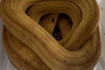Schlangen kaufen und verkaufen Foto: Corallus hortulanus - Amazon Tree Boa - Gartenboa