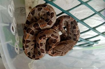 Snakes kaufen und verkaufen Photo: For Hamm: Porthidium ophryomegas 2,2 CB 5/22