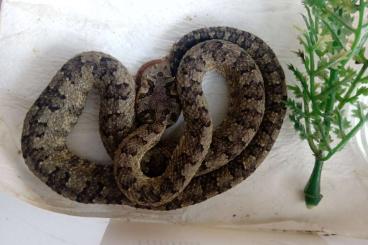 Snakes kaufen und verkaufen Photo: For Hamm: Protobothrops cornutus 2,0, CB 8/21