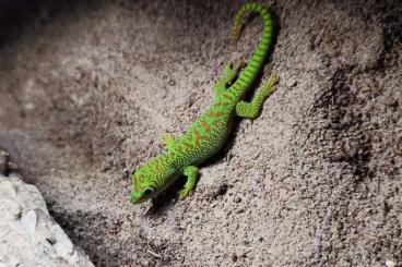 Geckos kaufen und verkaufen Foto: 0.0.1 Phelsuma Grandis Hamm September Geckos kaufen und verkaufen Foto: 0.0.1 Phelsuma Grandis Hamm September