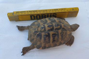 Tortoises kaufen und verkaufen Photo: Testudo hermanni hermanni