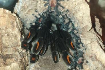 Spinnen und Skorpione kaufen und verkaufen Foto: Psalmopoeus irminia Nachzuchten