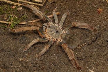 Spiders and Scorpions kaufen und verkaufen Photo: adulte Weibchen verfügbar: