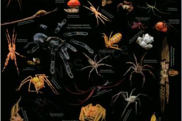 Other kaufen und verkaufen Photo: Poster, Spinnen von Sarawak, Borneo Other kaufen und verkaufen Photo: Poster, Spinnen von Sarawak, Borneo