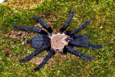 Spinnen und Skorpione kaufen und verkaufen Foto: kleine Phormingochilus zur Abgabe Spinnen und Skorpione kaufen und verkaufen Foto: kleine Phormingochilus zur Abgabe
