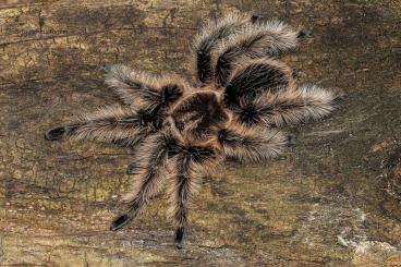 Spinnen und Skorpione kaufen und verkaufen Foto: Tlitocatl albopilosus Nicaragua