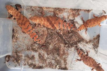 Skinks kaufen und verkaufen Photo: Egernia epsisolus for September for sale or trade