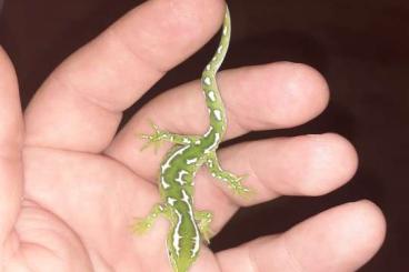 Geckos kaufen und verkaufen Photo: 1,0 Naultinus grayii cb 2024 and 1,0 N. elegans cb 2025 Geckos kaufen und verkaufen Photo: 1,0 Naultinus grayii cb 2024 and 1,0 N. elegans cb 2025