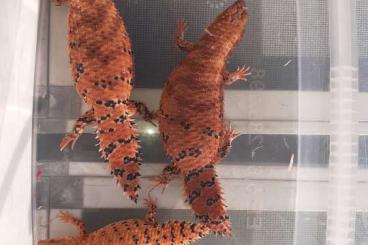 Skinks kaufen und verkaufen Photo: 1,1 Egernia epsisolus breeding pair high red for September Skinks kaufen und verkaufen Photo: 1,1 Egernia epsisolus breeding pair high red for September