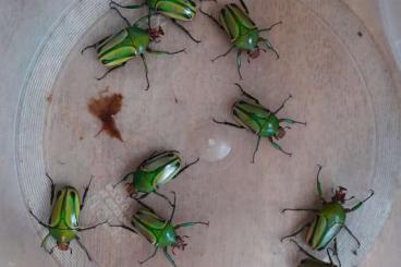 Insects kaufen und verkaufen Photo: Rosenkäfer Eudicelli hornimanni Insects kaufen und verkaufen Photo: Rosenkäfer Eudicelli hornimanni