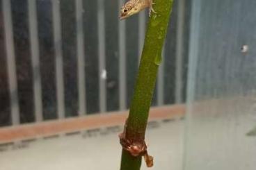 other lizards kaufen und verkaufen Photo: Timon kurdistanicus, Anolis other lizards kaufen und verkaufen Photo: Timon kurdistanicus, Anolis